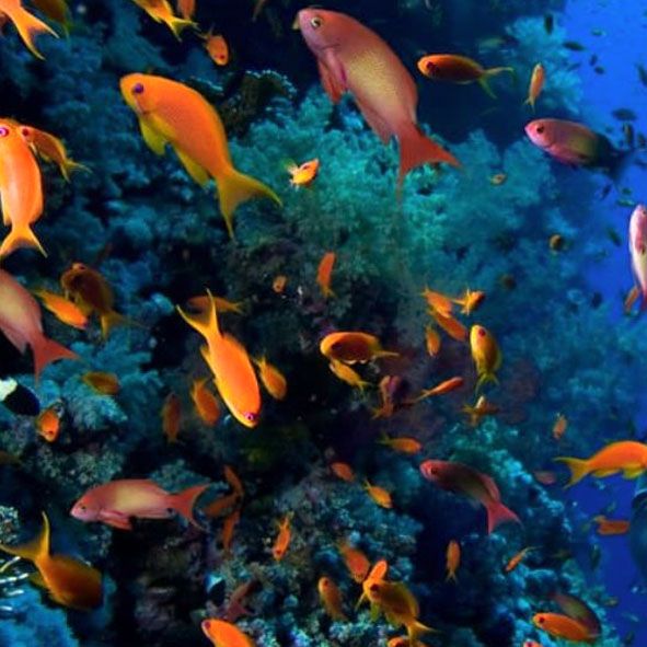 Buceo en los arrecifes de Puerto Morelos